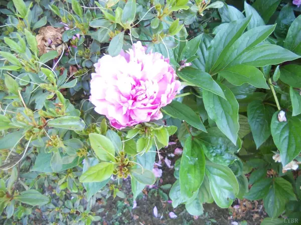 Vinton, VA 24179,301 Meadow ST