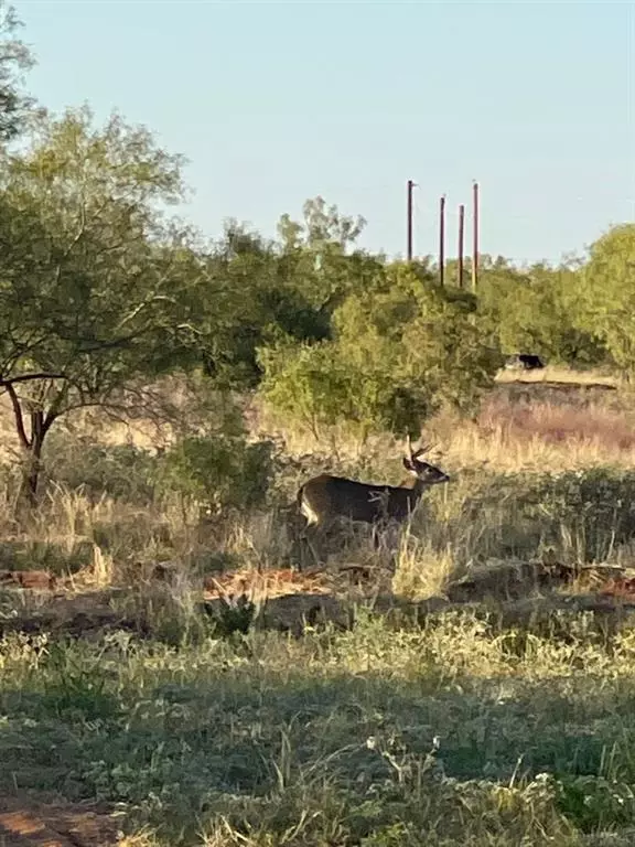 Colorado City, TX 79512,TBD Fm 2836