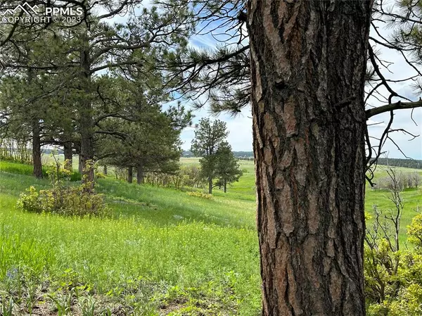 Larkspur, CO 80118,Lorraine RD