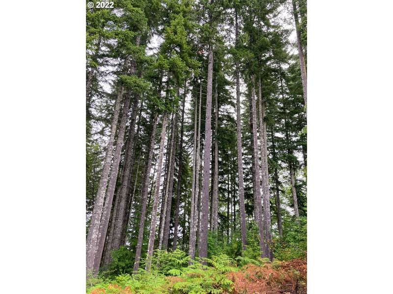 Gopher Creek RD, Eddyville, OR 97343