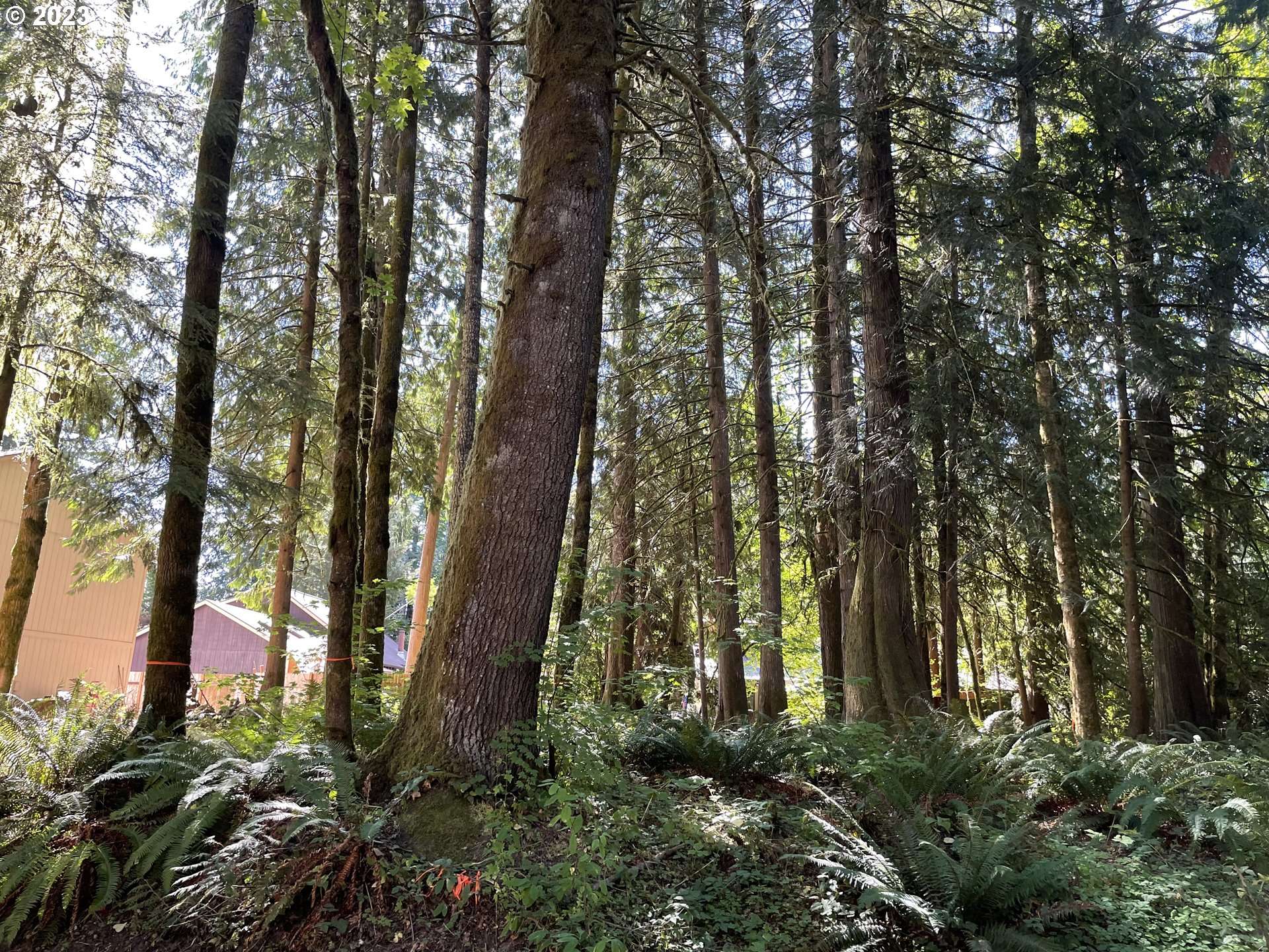 65010 E Pine Tree WAY, Rhododendron, OR 97049