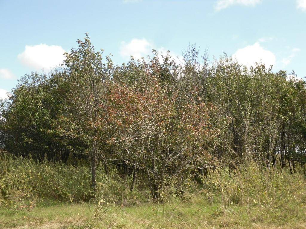 Hubbard, TX 76648,121 Hcr 3379 lot2