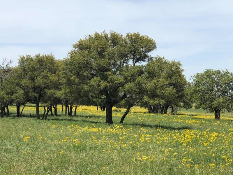 TBD Co Road 271, Rising Star, TX 76471