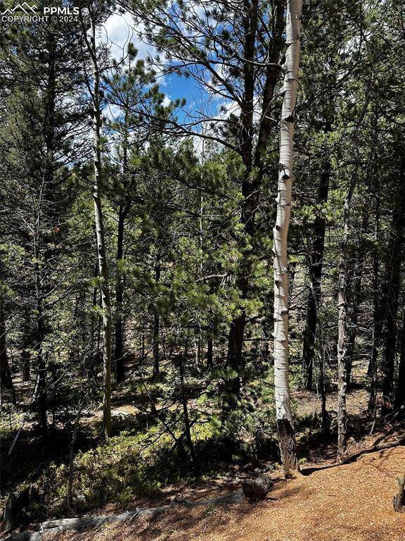 703 Horseshoe DR, Divide, CO 80814