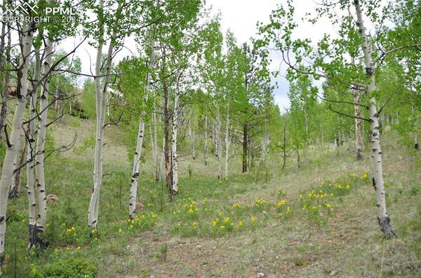 5942 County Road 1, Florissant, CO 80816