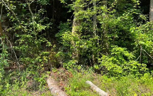 Hayesville, NC 28904,LOT 4 Fires Creek Road