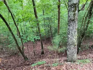 Ellijay, GA 30540,Lot 167 Tara Drive