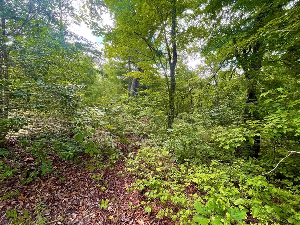 Ellijay, GA 30540,Lot 118 Beech Tree Drive