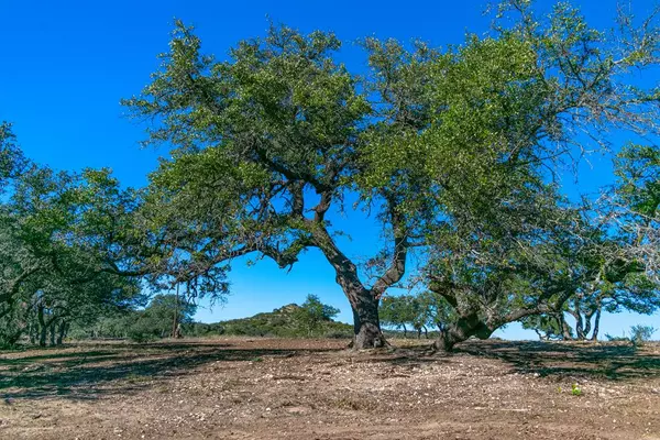 Blanco, TX 78606,489 N US Hwy 281