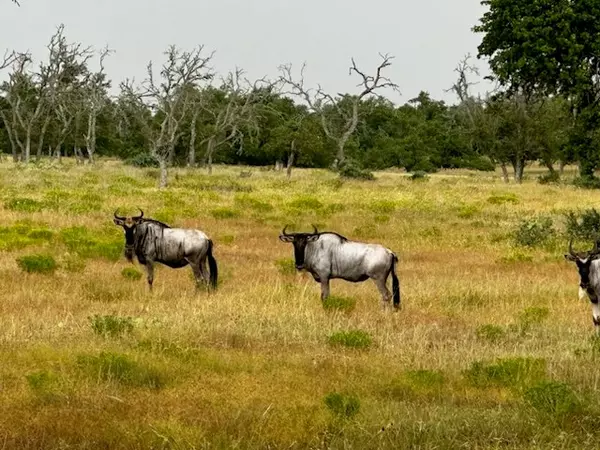 Harper, TX 78631,Lot 123 -- Fallow Dr