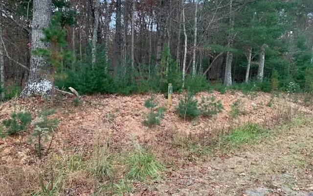 LOT 4 Courtney Lane, Blairsville, GA 30512