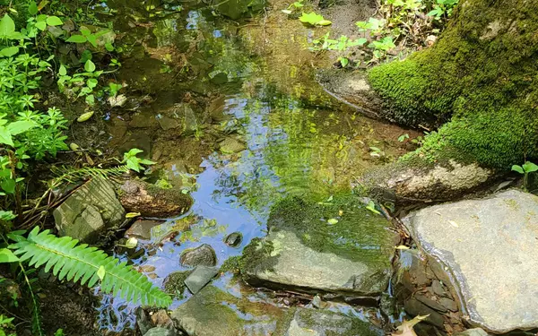 Cherry Log, GA 30522,0 Laurel Creek Road