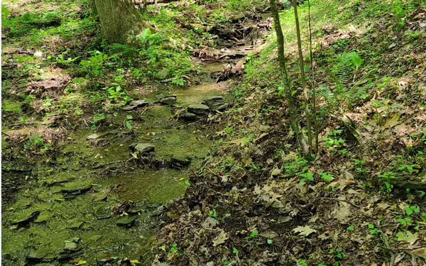 Cherry Log, GA 30522,0 Laurel Creek Road