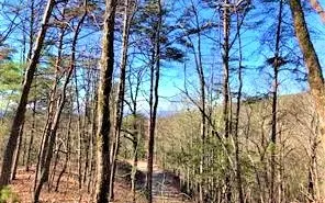 308L Brushy Top Drive, Ellijay, GA 30540