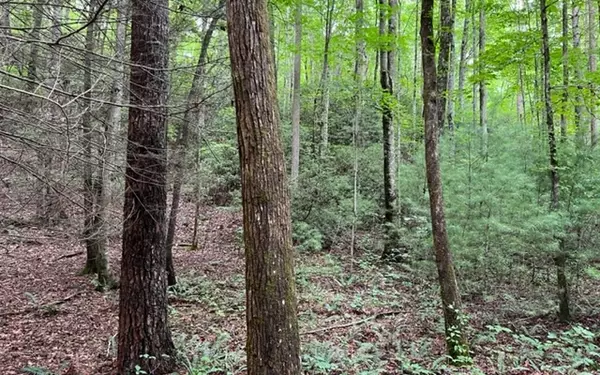 Cherry Log, GA 30522,Little Rock Creek Road