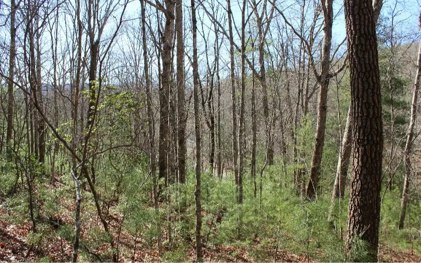 Blue Ridge, GA 30513,LOT 1 Peter Knob Road