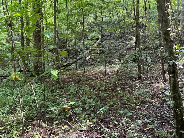 Ellijay, GA 30540,10.45 AC Bushy Head Road