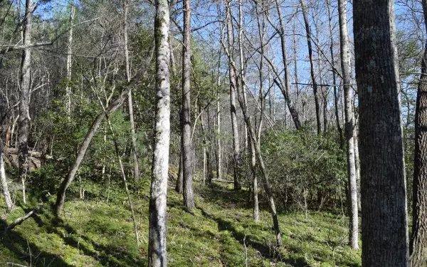 LT 36 Ridge Brook Trail, Morganton, GA 30560