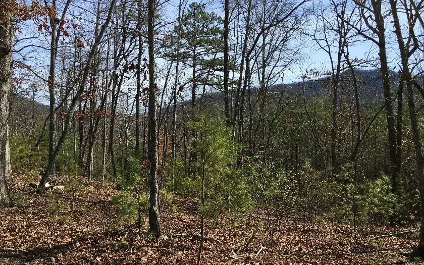 Young Harris, GA 30582,LOT12 Asheland Cove Drive