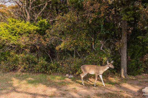 Possum Kingdom Lake, TX 76449,Lot 95 Cliffs Drive