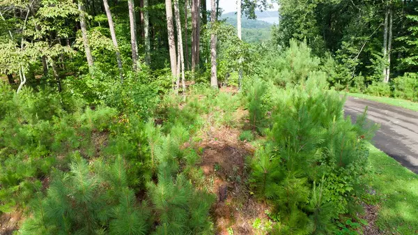 Ellijay, GA 30501,Lot 244 Carters View Lane