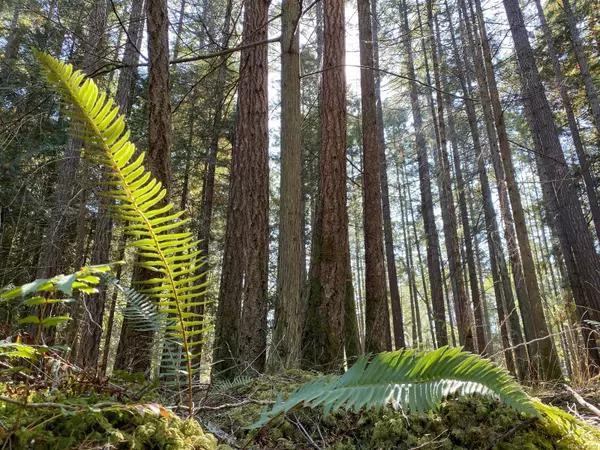 Gabriola Island, BC V0R 1X1,Lt 4 Sitka Grove