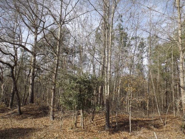 Manning, SC 29102,TBD KENWOOD ROAD