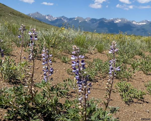 TBD L1 & L CR 255, Westcliffe, CO 81252