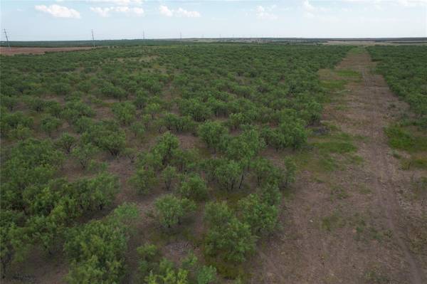 75+/- Ac Hwy 6, Lueders, TX 79533