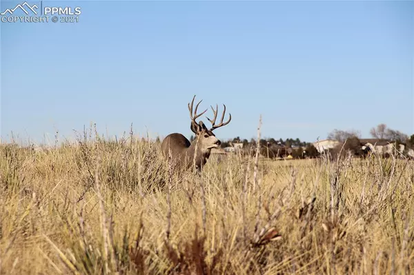 Peyton, CO 80831,2907 S Solberg CT