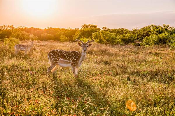 2055 County Road 172 Road,  Burkett,  TX 76828