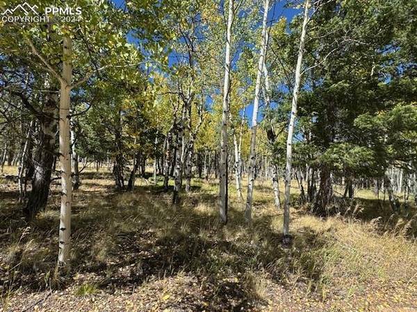 135 Powderhorn LN, Lake George, CO 80827