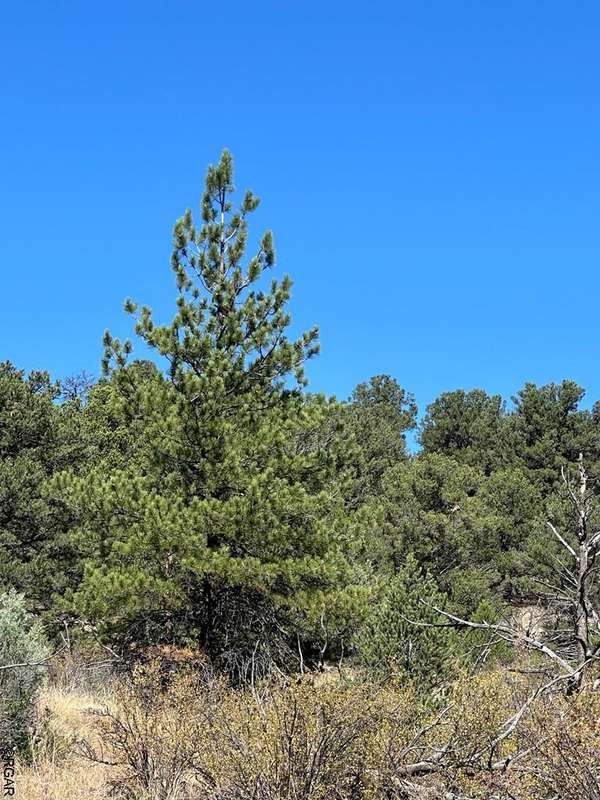 Texas Creek, CO 81223,384 MacDonnell Loop