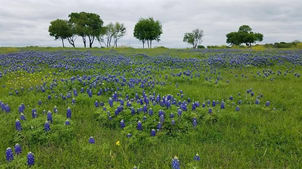 Lone Oak, TX 75453,TBD 8.48 acres FM 513 S