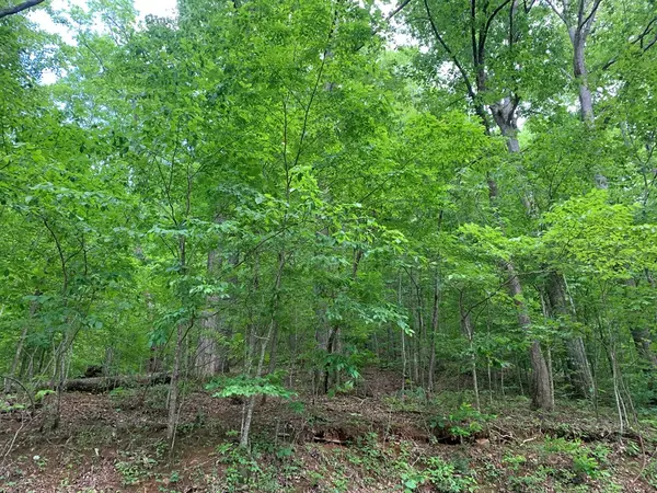 Hiawassee, GA 30546,Lot 43 White Oak