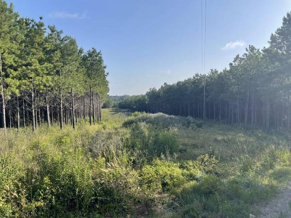 Center, TX 75935,TBD (Lot 45) County Road 1060