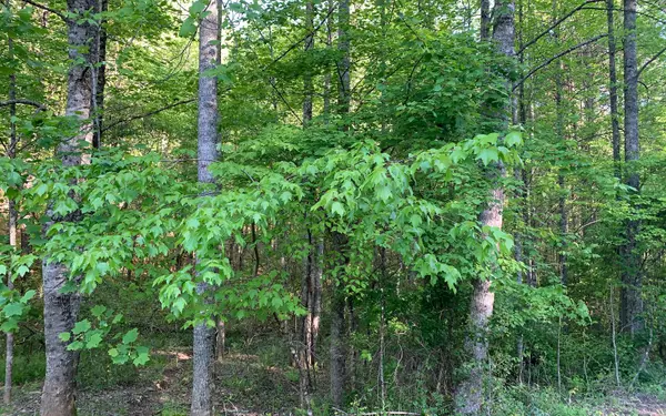 Murphy, NC 28906,LOT # Hunter Valley Road