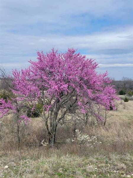 1857 Fm-677, Saint Jo, TX 76265