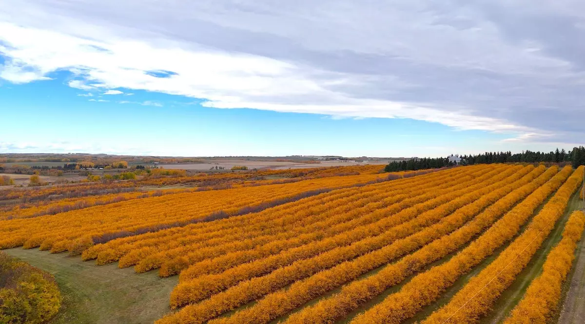 Rural Mountain View County, AB T0M 0S0,29250 RR 34