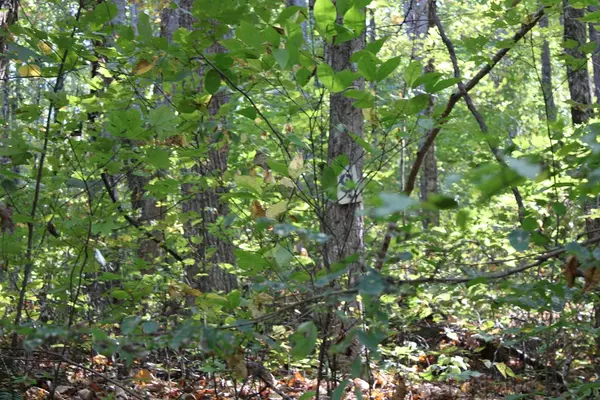 Hayesville, NC 28904,Lots 8,9 Shadow Woods Trail