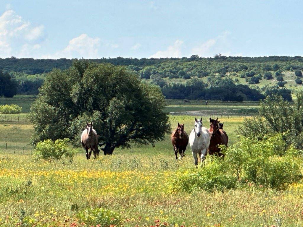 Blanket, TX 76432,13100 Hwy 377  S   A S