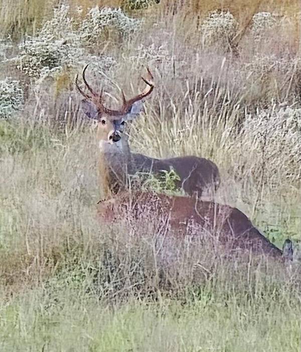 Rising Star, TX 76471,912 Highway 36 W