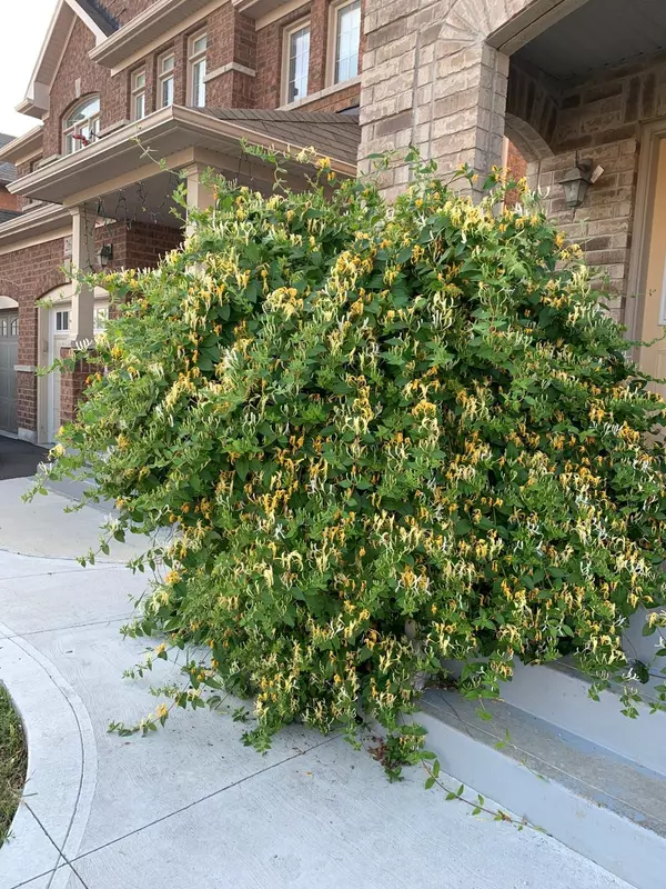 Brampton, ON L6P 0B5,24 Freedom Oaks TRL