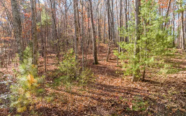 Ellijay, GA 30536,LOT 7 Joseph Anderson Trail