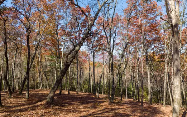 Ellijay, GA 30536,L40 Preserve Trail