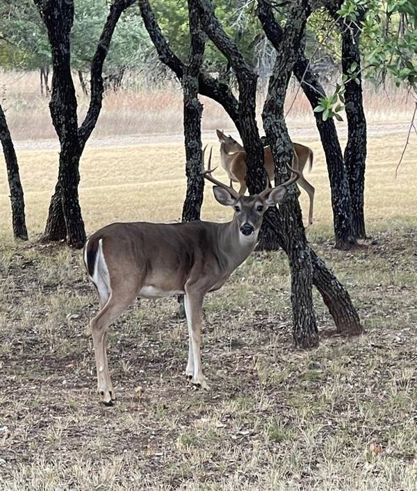 Cross Plains, TX 76443,TBD County Road 434