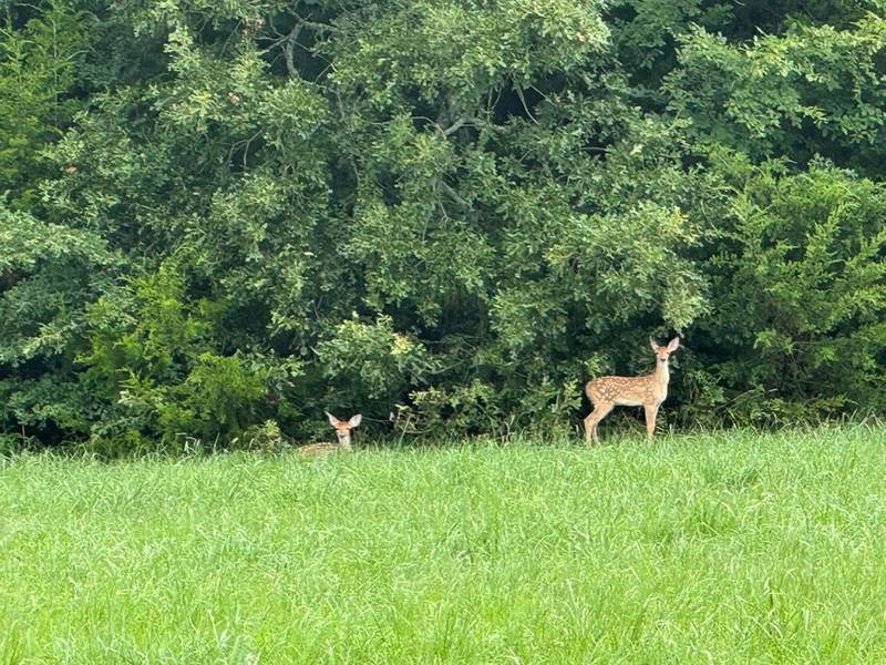 Lot 74 Spout Springs Road, Pottsboro, TX 75076