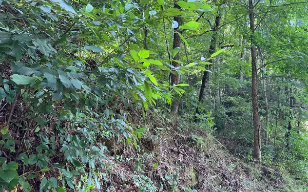 Lot 77 Fires Creek Cove, Hayesville, NC 28904