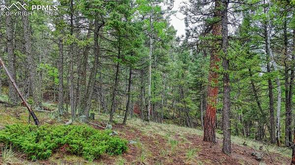 1061 Pinewood RD, Florissant, CO 80816