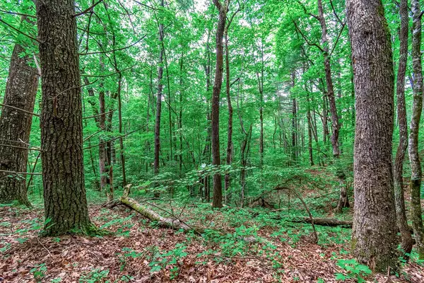 Ellijay, GA 30540,Lot 13 Shady Pine Trail